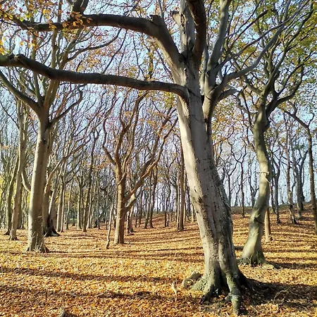 Kuestenoase - Wilke Gm 69934 * Muritz